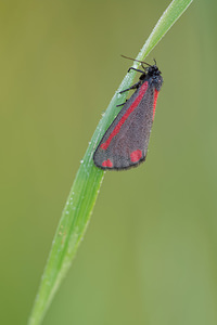 Tyria jacobaeae (Erebidae)  - Goutte-de-sang , Carmin - Cinnabar Allier [France] 08/06/2014 - 200m