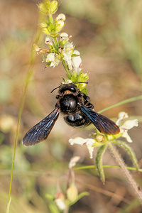 Xylocopa violacea (Apidae)  - Abeille charpentière, Xylocope violette - Violet Carpenter Bee Aveyron [France] 02/06/2014 - 410m