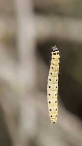 Yponomeuta cagnagella (Yponomeutidae)  - Spindle Ermine Aveyron [France] 04/06/2014 - 490m