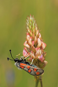 Zygaena rhadamanthus Zygène de l'Esparcette, Zygène de la Dorycnie, Zygène cendrée, Zygène rhadamanthe Algarve Burnet