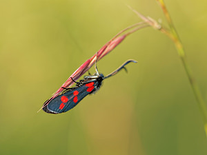 Zygaena transalpina hippocrepidis (Zygaenidae)  - Zygène de lHippocrépide Aveyron [France] 05/06/2014 - 730m