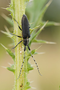 Agapanthia villosoviridescens (Cerambycidae)  - Aiguille marbrée  [France] 19/07/2014 - 170m
