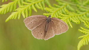 Aphantopus hyperantus (Nymphalidae)  - Tristan - Ringlet Dinant [Belgique] 12/07/2014 - 490m