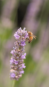 Apis mellifera ligustica (Apidae)  Marne [France] 19/07/2014 - 100m