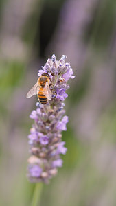 Apis mellifera ligustica (Apidae)  Marne [France] 19/07/2014 - 100m