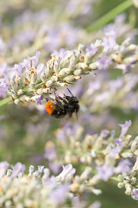 Bombus pratorum (Apidae)  - Bourdon des prés - Early Bumble Bee Marne [France] 19/07/2014 - 100m