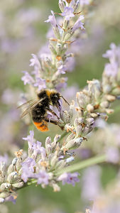 Bombus pratorum (Apidae)  - Bourdon des prés - Early Bumble Bee Marne [France] 19/07/2014 - 100m