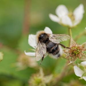 Bombus vestalis (Apidae)  - Psithyre vestale - Vestal Cuckoo Bee Dinant [Belgique] 12/07/2014 - 490m