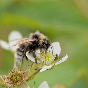 Bombus vestalis (Apidae)  - Psithyre vestale - Vestal Cuckoo Bee Dinant [Belgique] 12/07/2014 - 490m