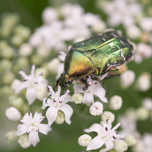 Cetonia aurata (Scarabaeidae)  - Cétoine dorée, Hanneton des roses - Rose Chafer Marne [France] 20/07/2014 - 230m