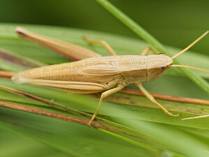 Chrysochraon dispar (Acrididae)  - Criquet des clairières Dinant [Belgique] 12/07/2014 - 480m