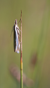 Crambus pascuella (Crambidae)  - Crambus des pâturages Nord [France] 01/07/2014 - 40m