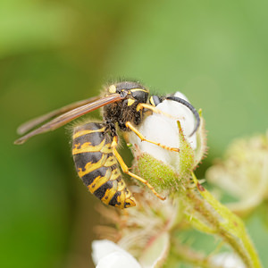 Dolichovespula sylvestris (Vespidae)  - Guêpe des bois - Tree Wasp Dinant [Belgique] 12/07/2014 - 490m