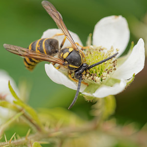 Dolichovespula sylvestris (Vespidae)  - Guêpe des bois - Tree Wasp Dinant [Belgique] 12/07/2014 - 490m