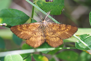 Ematurga atomaria (Geometridae)  - Phalène picotée - Common Heath Ardeche [France] 24/07/2014 - 250m