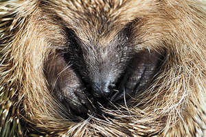 Erinaceus europaeus (Erinaceidae)  - Hérisson d'Europe - West European Hedgehog Nord [France] 02/07/2014 - 20m