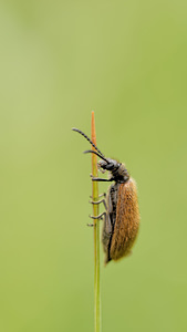 Lagria hirta (Tenebrionidae)  - Lagrie hérissée Dinant [Belgique] 12/07/2014 - 490m