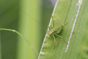 Leptophyes punctatissima (Tettigoniidae)  - Leptophye ponctuée, Sauterelle ponctuée, Barbitiste trèsponctué - Speckled Bush Cricket Marne [France] 19/07/2014 - 100m