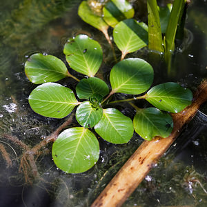 Ludwigia peploides (Onagraceae)  - Ludwigie faux péplis, Jussie faux péplis, Jussie rampante, Jussie - Floating primrose-willow, Creeping water primrose, Water primrose, Floating primrose, Floating water primrose Nord [France] 01/07/2014 - 40m