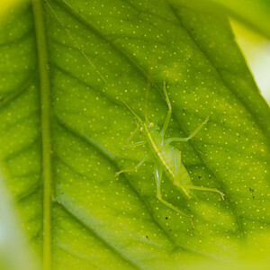 Meconema meridionale (Tettigoniidae)  - Méconème fragile Marne [France] 19/07/2014 - 100m