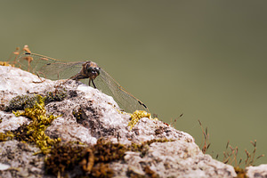 Orthetrum cancellatum (Libellulidae)  - Orthétrum réticulé - Black-tailed Skimmer Marne [France] 19/07/2014 - 190m