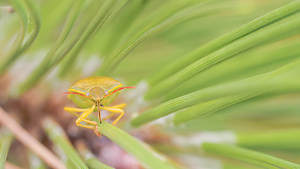 Palomena prasina Punaise verte