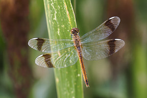 Sympetrum pedemontanum Sympétrum du Piémont Banded Darter