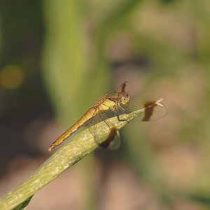 Sympetrum pedemontanum (Libellulidae)  - Sympétrum du Piémont - Banded Darter Drome [France] 24/07/2014 - 50m