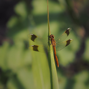 Sympetrum pedemontanum (Libellulidae)  - Sympétrum du Piémont - Banded Darter Drome [France] 24/07/2014 - 50m