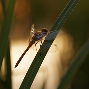 Sympetrum striolatum (Libellulidae)  - Sympétrum fascié - Common Darter  [France] 19/07/2014 - 170m