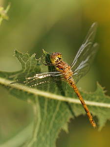 Sympetrum striolatum (Libellulidae)  - Sympétrum fascié - Common Darter  [France] 19/07/2014 - 170m