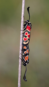 Zygaena occitanica (Zygaenidae)  - Zygène d'Occitanie, Zygène occitane, Zygène de la Badasse - Mediterranean Burnet Ardeche [France] 24/07/2014 - 280m