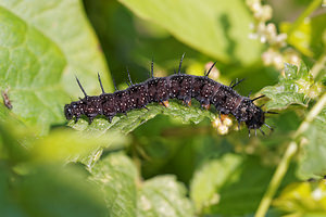 Aglais io (Nymphalidae)  - Paon-du-jour, Paon de jour, Oeil -de-Paon-du-Jour, Paon, Oeil-de-Paon - Peacock Marne [France] 16/08/2014 - 190m