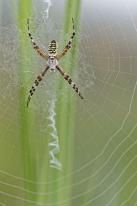 Argiope bruennichi (Araneidae)  - Épeire frelon - Wasp Spider  [France] 16/08/2014 - 180m