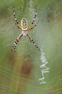 Argiope bruennichi (Araneidae)  - Épeire frelon - Wasp Spider  [France] 16/08/2014 - 180m