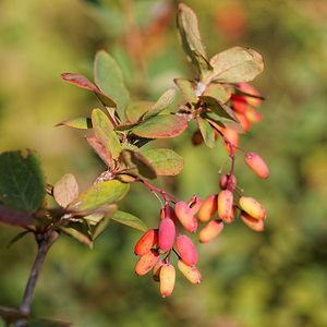 Berberis vulgaris (Berberidaceae)  - Épine-vinette commune, Épine-vinette, Vinettier commun, Berbéris commun - Barberry Marne [France] 16/08/2014 - 240m