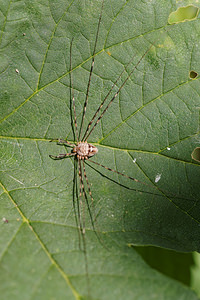 Dicranopalpus ramosus (Phalangiidae)  Marne [France] 16/08/2014 - 190m