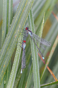 Erythromma najas (Coenagrionidae)  - Naïade aux yeux rouges - Red-eyed Damselfly  [France] 16/08/2014 - 170m