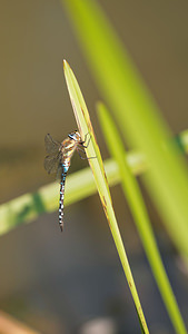 Aeshna mixta (Aeshnidae)  - aeschne mixte - Migrant Hawker Nord [France] 16/09/2014 - 40m