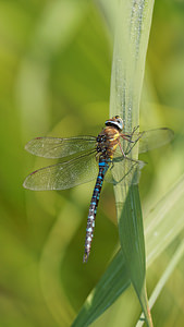 Aeshna mixta (Aeshnidae)  - aeschne mixte - Migrant Hawker Nord [France] 16/09/2014 - 40m