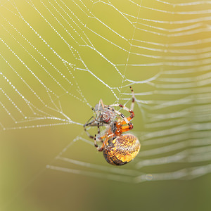 Araneus marmoreus (Araneidae)  Philippeville [Belgique] 28/09/2014 - 180m