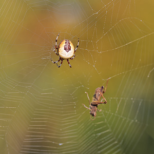 Araneus marmoreus (Araneidae)  Philippeville [Belgique] 28/09/2014 - 180m