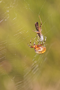 Araneus marmoreus (Araneidae)  Philippeville [Belgique] 28/09/2014 - 180m