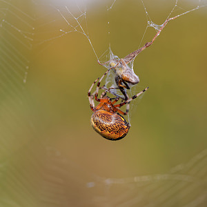 Araneus marmoreus (Araneidae)  Philippeville [Belgique] 28/09/2014 - 180m