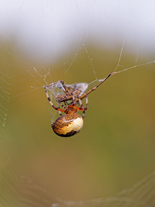 Araneus marmoreus (Araneidae)  Philippeville [Belgique] 28/09/2014 - 180m