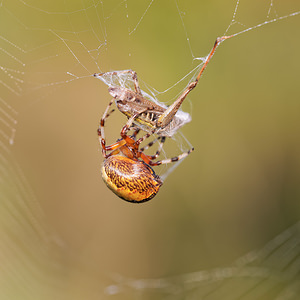 Araneus marmoreus (Araneidae)  Philippeville [Belgique] 28/09/2014 - 180m