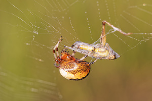 Araneus marmoreus (Araneidae)  Philippeville [Belgique] 28/09/2014 - 180m