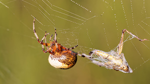 Araneus marmoreus (Araneidae)  Philippeville [Belgique] 28/09/2014 - 180m