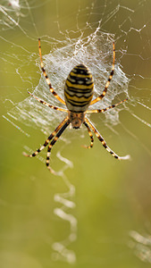 Argiope bruennichi (Araneidae)  - Épeire frelon - Wasp Spider Nord [France] 21/09/2014 - 40m