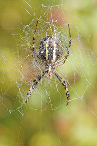 Argiope bruennichi (Araneidae)  - Épeire frelon - Wasp Spider Nord [France] 09/09/2014 - 40m